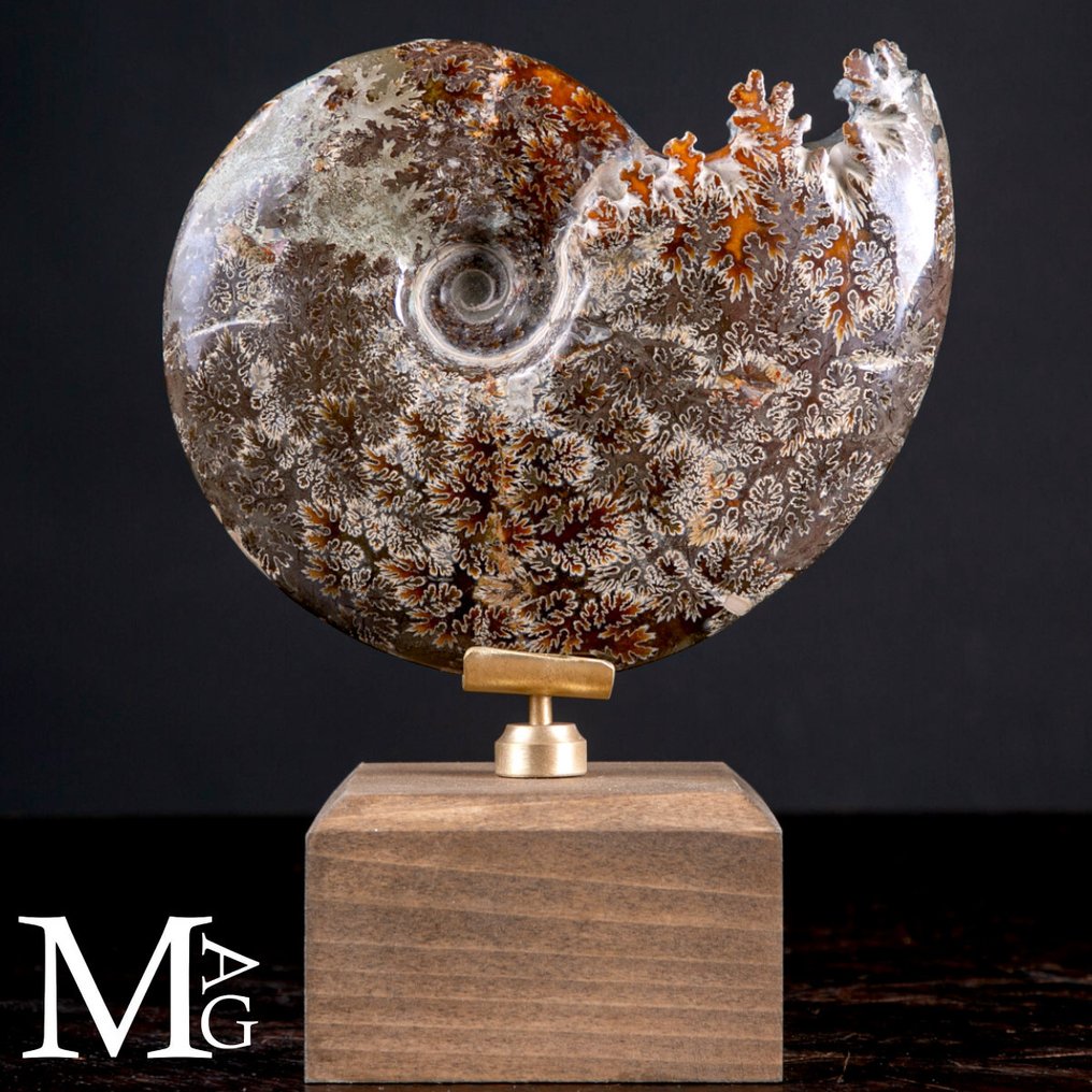 Kihalt fejjelő Cleoniceras ősmaradvány – Egy ősi óceán töredéke - Magasság: 172 mm - Szélesség: 136 mm- 882 g #1.0