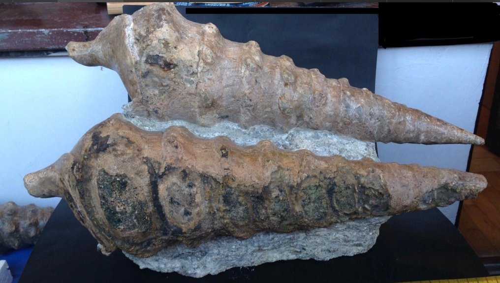 Δύο απολιθωμένα κοχύλια Campanile Lachesis 46/47εκ., Eocene, Βουλγαρία - Απολιθωμένο κέλυφος - Campanile lachesis - 47 cm #1.0