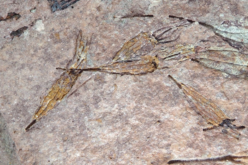 Echinoderm - Fossil platematrise - Ascocystites drawollensis - Biggest cistoid is about 95mm - 170 mm - 15 mm  (Ingen reservasjonspris) #3.2