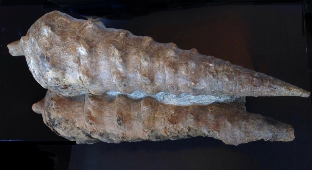 Δύο απολιθωμένα κοχύλια Campanile Lachesis 46/47εκ., Eocene, Βουλγαρία - Απολιθωμένο κέλυφος - Campanile lachesis - 47 cm #4.3