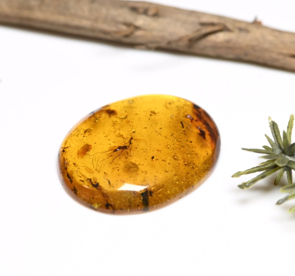 Burmesisk rav - Fossil cabochon - with a swarm of insect fossil inclusions  (Ingen mindstepris) #2.1