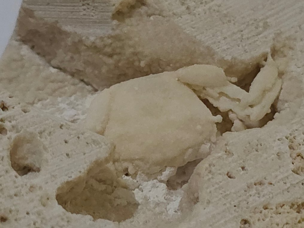 Caranguejo Bebê - Esqueleto fóssil - 95 mm - 45 mm  (Sem preço de reserva) #2.1