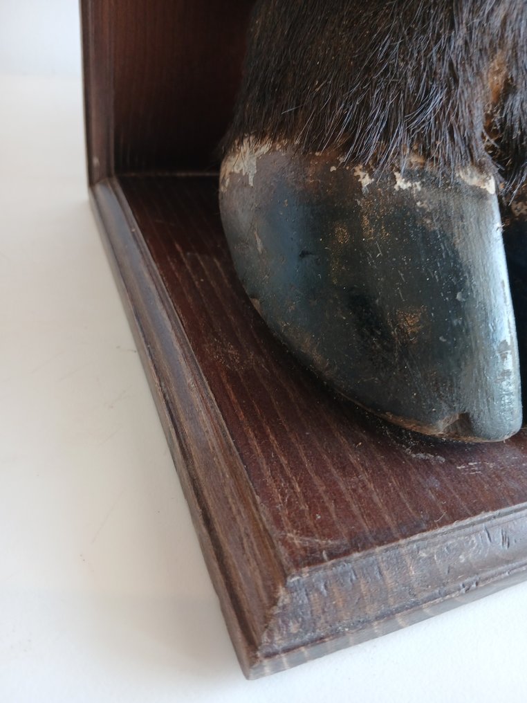 書擋 (2) - 木 - Pés de Bufalo #2.1