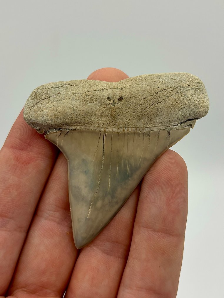 XXL Lateral C.Hastalis - Fossiele tand - 2.75 in - 2.4 in #2.1