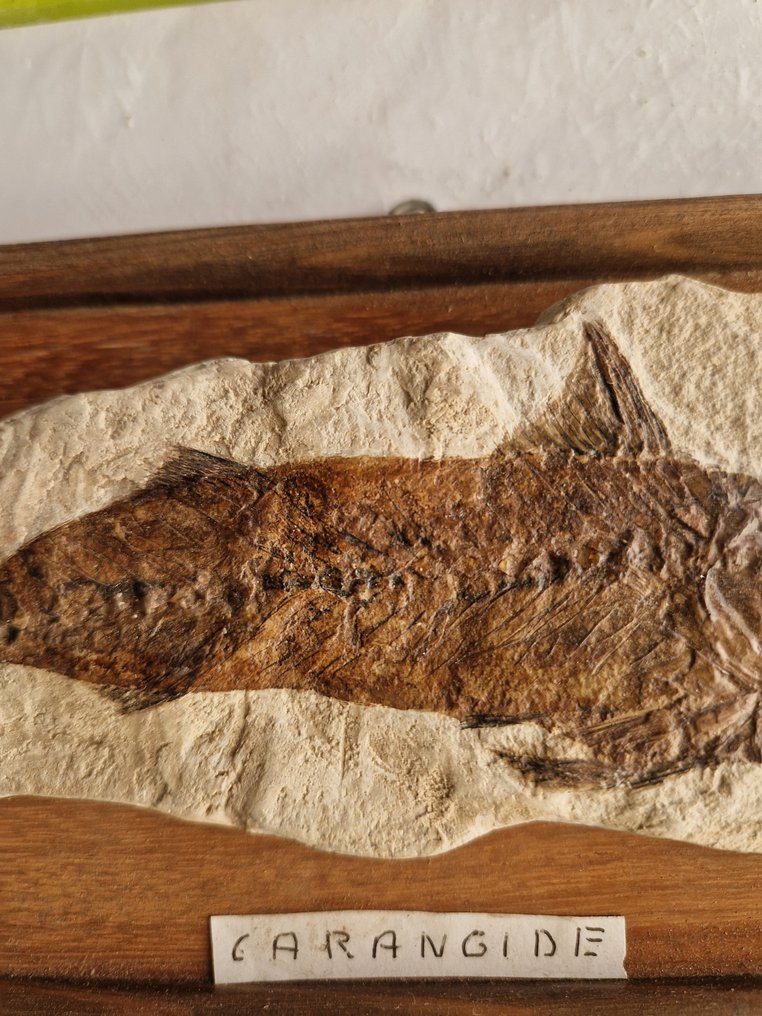 Fish Skeleton - Carangide - 3 cm - 15 cm - 23 cm - (1) #2.1