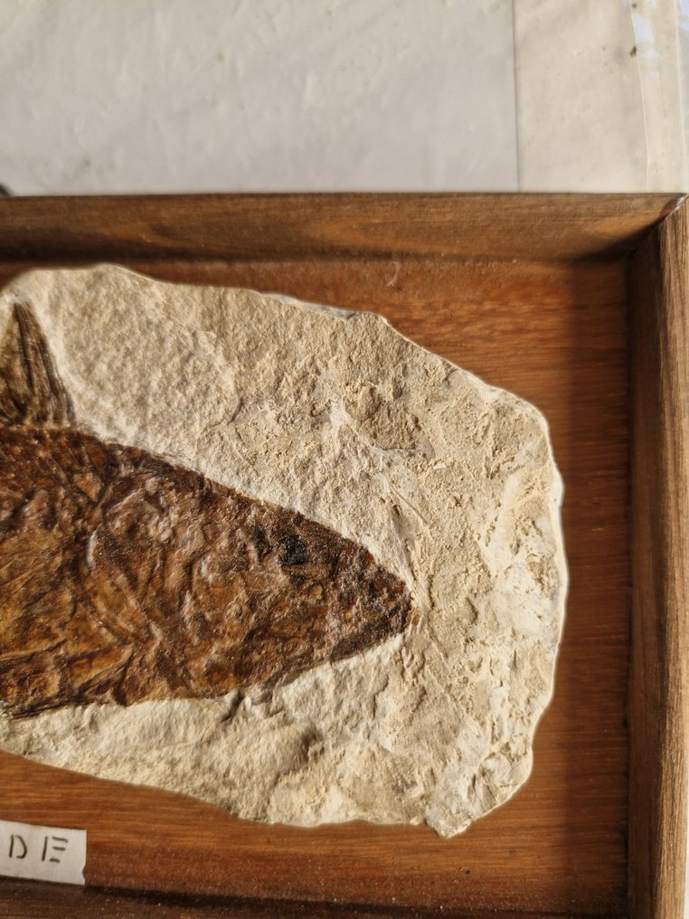 Fish Skeleton - Carangide - 3 cm - 15 cm - 23 cm - (1) #1.0