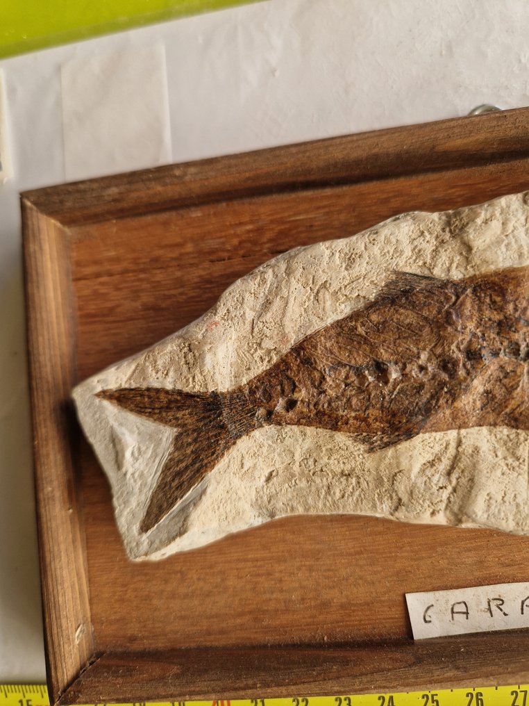 Fish Skeleton - Carangide - 3 cm - 15 cm - 23 cm - (1) #3.2