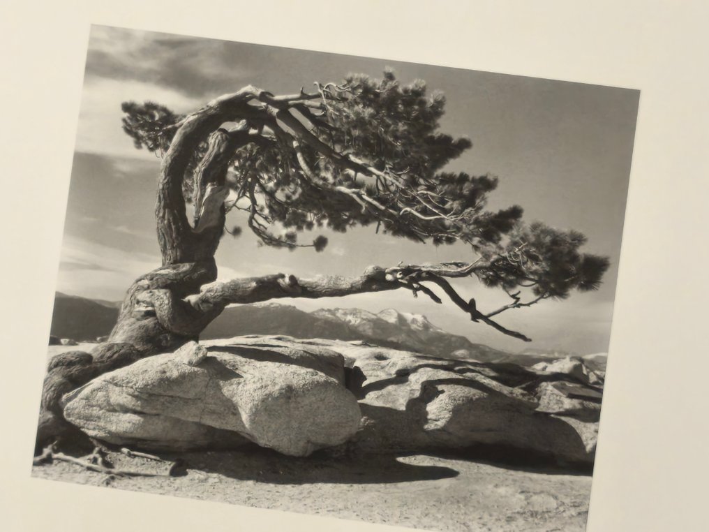 Ansel Adams (1902–1984) - Jeffrey Pine, Sentinel Dome, 1940 #4.3