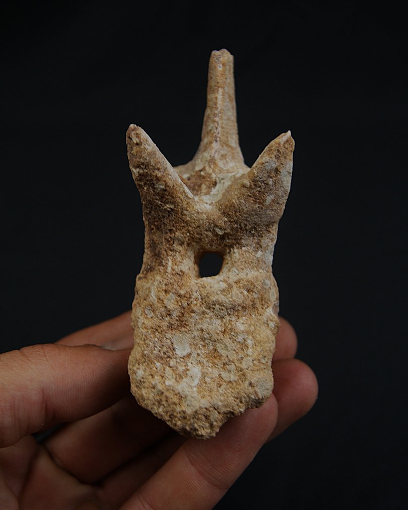 Dinosauro - Osso vertebrale fossile - vértebra de terópodo #4.3