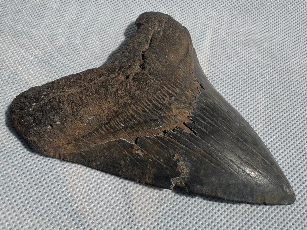 Megalodon - Fossil tand - Carcharocles megalodon - 11.4 cm #4.3