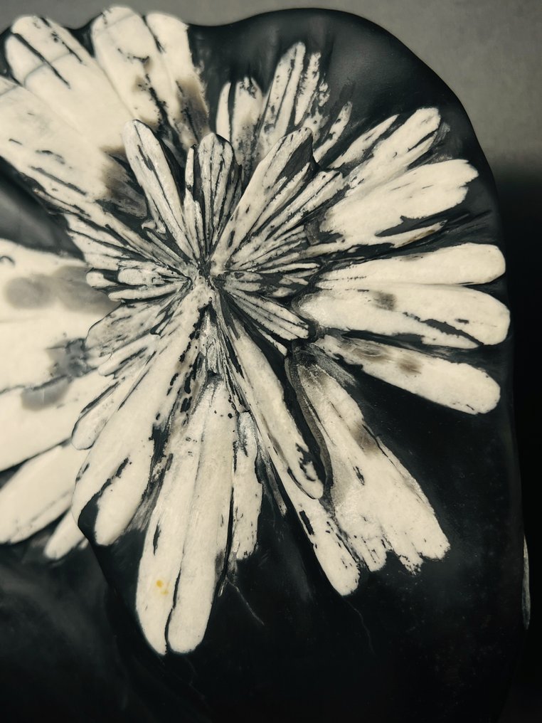 Black Matrix med krystalliseret hvid krysantemum – Samlerspecimen - Højde: 285 mm - Bredde: 180 mm- 1930 g - (1) #3.2