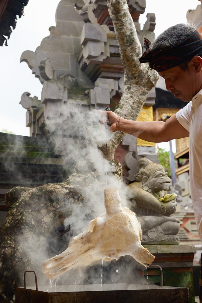NO RESERVE PRICE - Authentic Brown Carved Cow Skull - Rose Motif- Carved skull - Bos Taurus - 56 cm - 43 cm - 18 cm- Non-CITES species - (1) #1.0