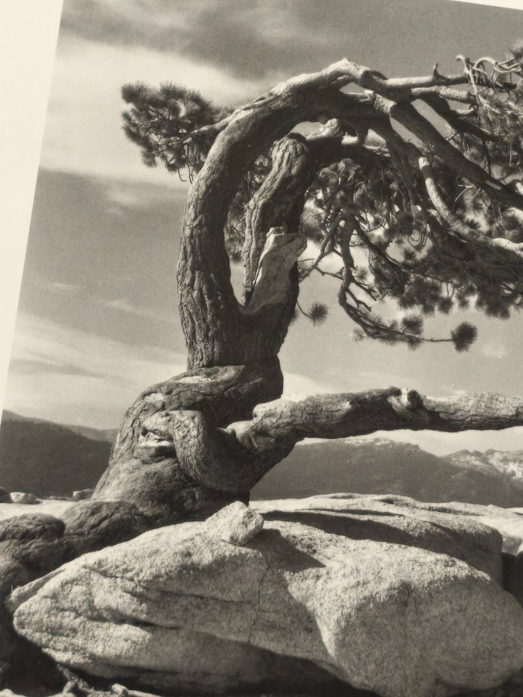 Ansel Adams (1902–1984) - Jeffrey Pine, Sentinel Dome, 1940 #3.2