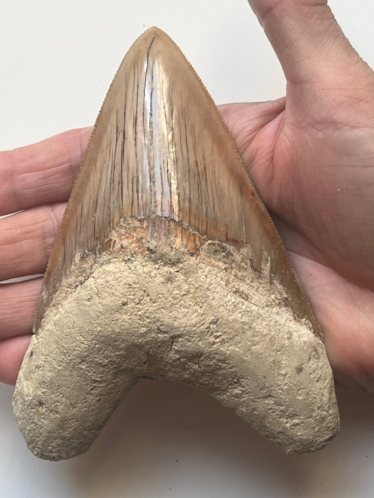 Megalodon - Fosszilis fog - Carcharocles megalodon - 13 cm #1.0