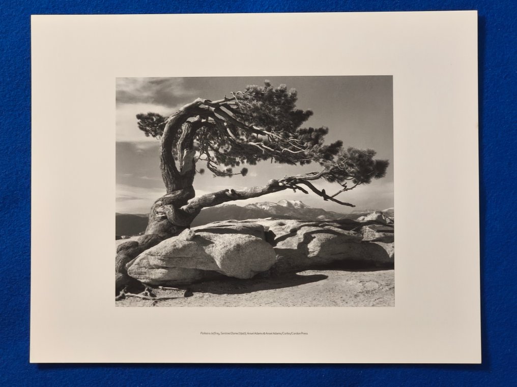 Ansel Adams (1902–1984) - Jeffrey Pine, Sentinel Dome, 1940 #2.1