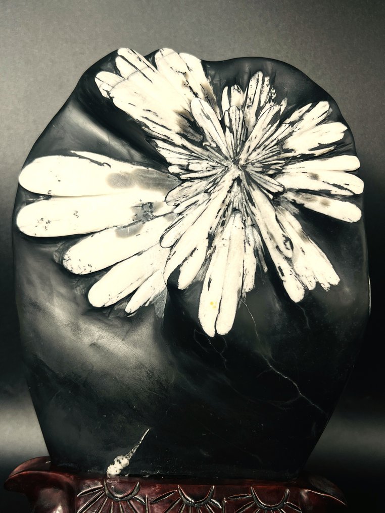 Black Matrix med krystalliseret hvid krysantemum – Samlerspecimen - Højde: 285 mm - Bredde: 180 mm- 1930 g - (1) #2.1