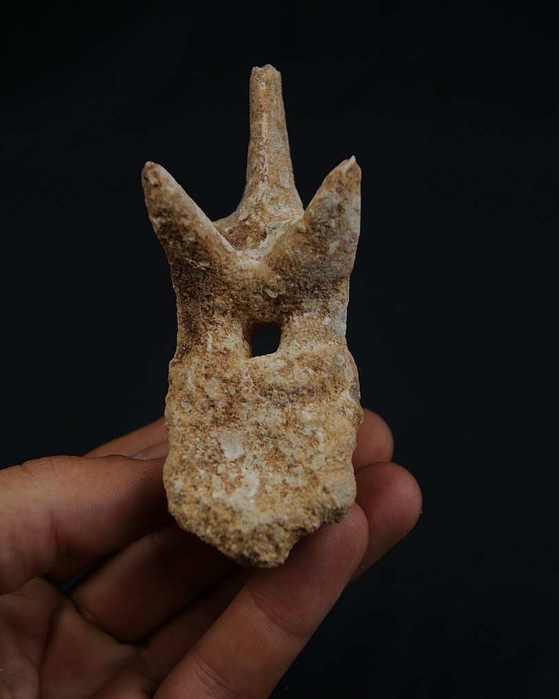 Dinosauro - Osso vertebrale fossile - vértebra de terópodo #3.2