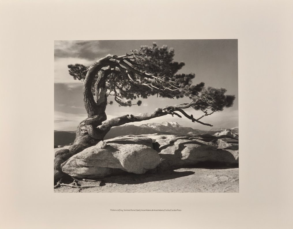 Ansel Adams (1902–1984) - Jeffrey Pine, Sentinel Dome, 1940 #1.0