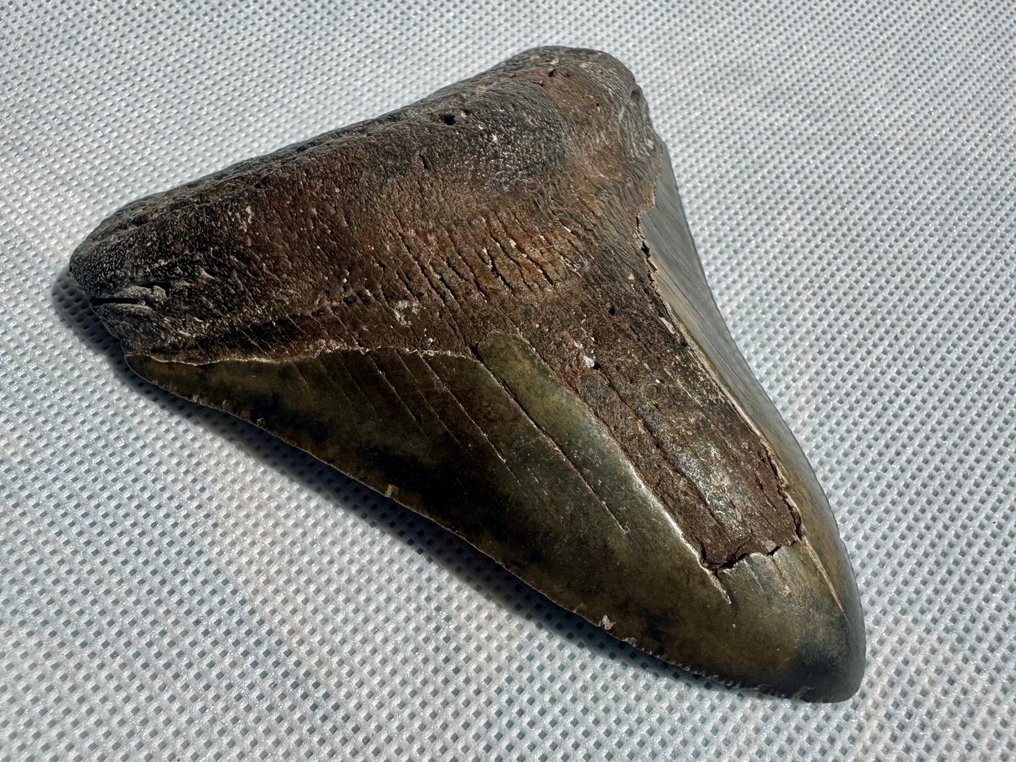 Megalodón - Diente fósil - Carcharocles megalodon - 10 cm #4.3