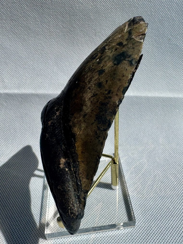 Megalodon - Fossil tand - Carcharocles megalodon - 12.6 cm #1.0