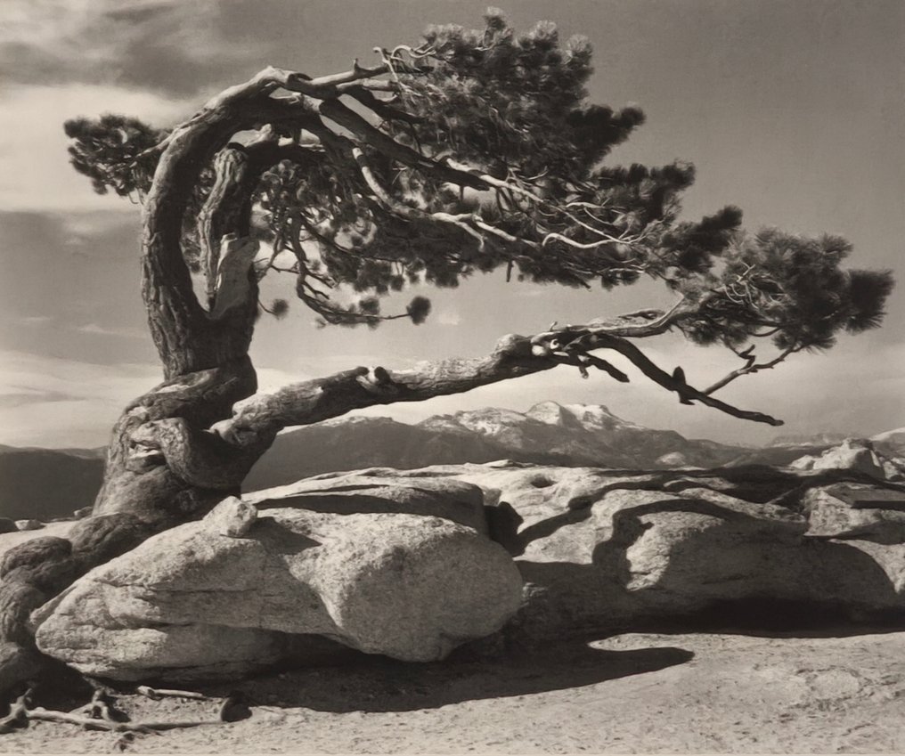Ansel Adams (1902–1984) - Jeffrey Pine, Sentinel Dome, 1940 #1.0