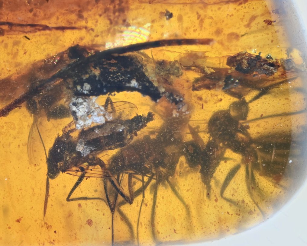 Burmese amber - Fossil cabochon - Group of 5 pieces, all with swarms of fossil insect inclusions  (No Reserve Price) #2.1