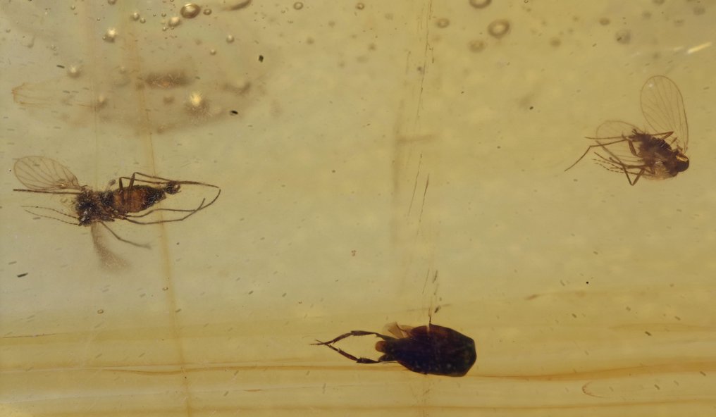 Burmese amber - Fossil cabochon - Group of 5 pieces, all with swarms of fossil insect inclusions  (No Reserve Price) #3.2