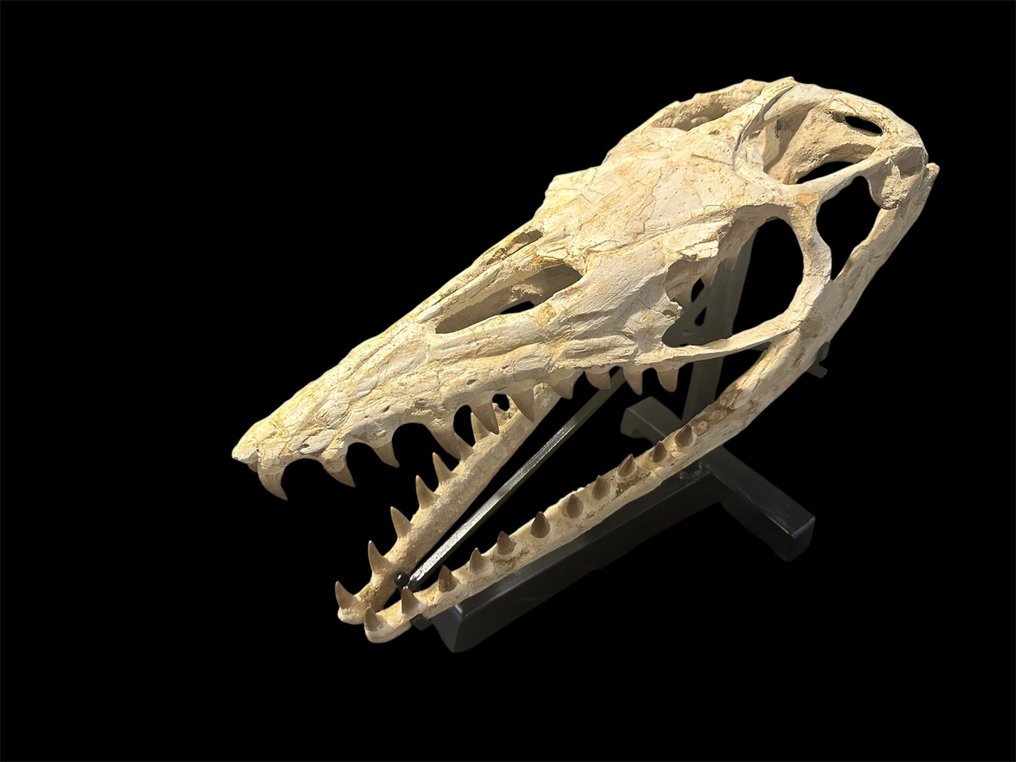 bellissimo cranio fossilizzato - Cranio fossile - Thalassotitan atrox - 60 cm - 20 cm #4.3