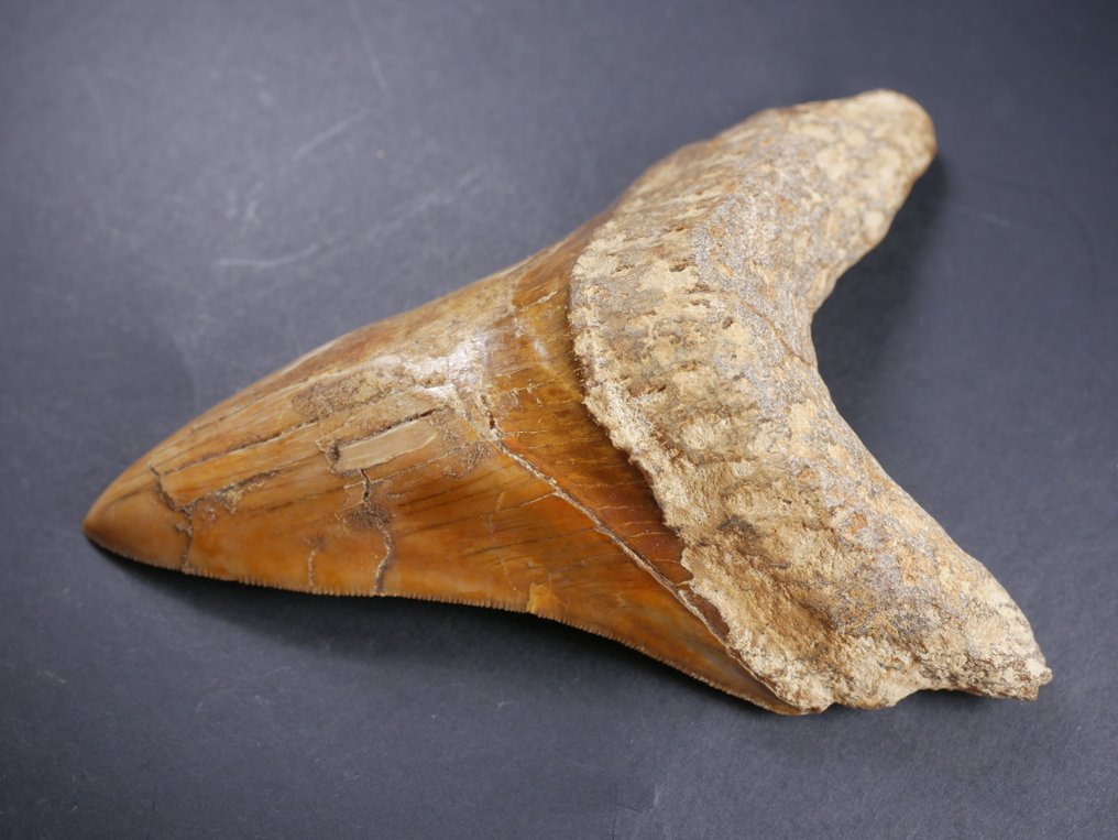 Megalodon - Απολιθωμένο δόντι - 13.5 cm  (χωρίς τιμή ασφαλείας) #3.2