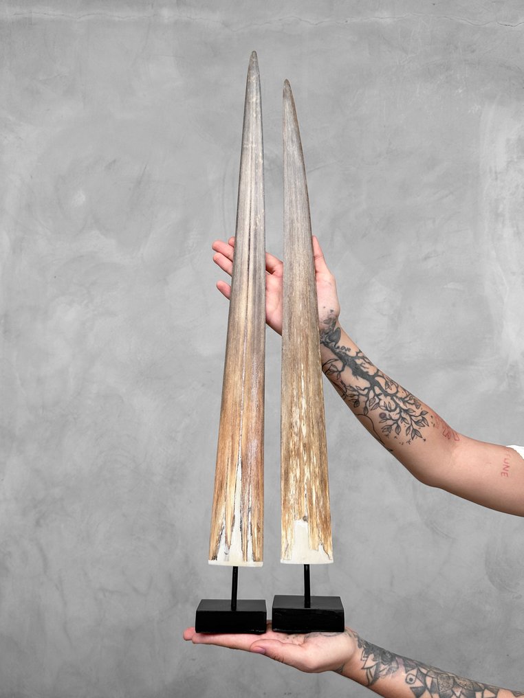 无保留价格 - 一对剑鱼獠牙，安装在定制底座上 支架上的吻突 - Xiphias Gladius - 71 cm - 7 cm - 7 cm- 非《濒危物种公约》物种 -  (2) #2.1