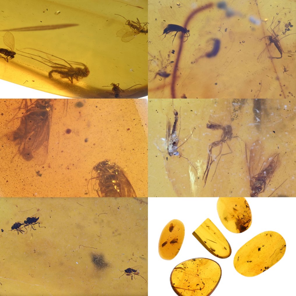 Bursztyn birmański - Skamieniały kaboszon - Group of 5 pieces, all with swarms of fossil insect inclusions (Bez ceny minimalnej
) #1.0