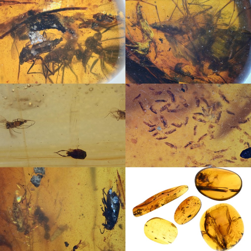 Burmese amber - Fossil cabochon - Group of 5 pieces, all with swarms of fossil insect inclusions  (No Reserve Price) #1.0