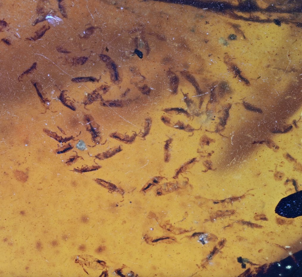 Burmese amber - Fossil cabochon - Group of 5 pieces, all with swarms of fossil insect inclusions  (No Reserve Price) #1.0