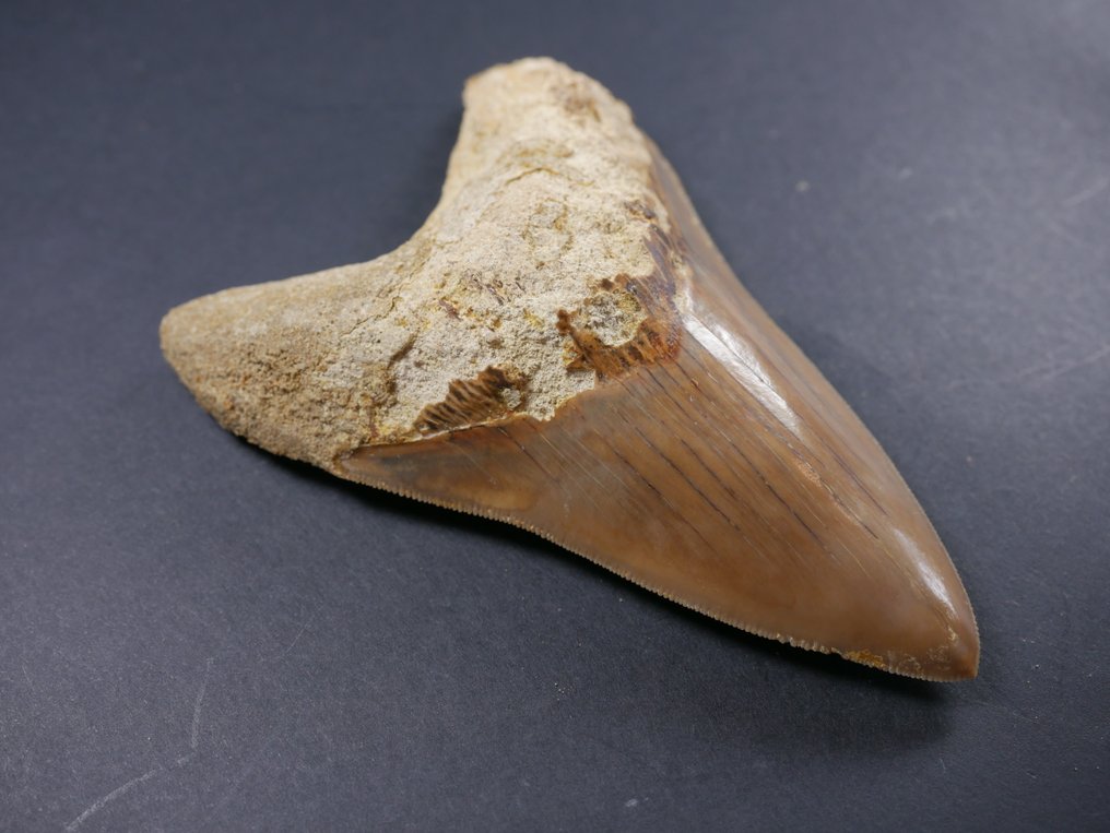 Megalodon - Fossil tand - 12 cm #2.1