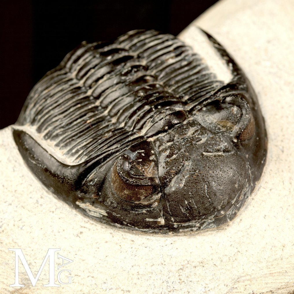 Trilobittfossil på matrise - Fossilt skjelett - Trilobite Hollardops Mesocristata - 80 mm - 65 mm #1.0