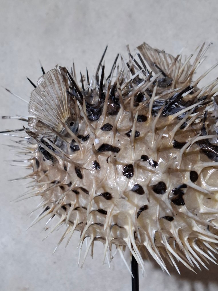 Diodon hystrix op Sokkel Allestimento tassidermico a corpo intero - Diodontidae - 25 cm - 22 cm - 14 cm #2.1