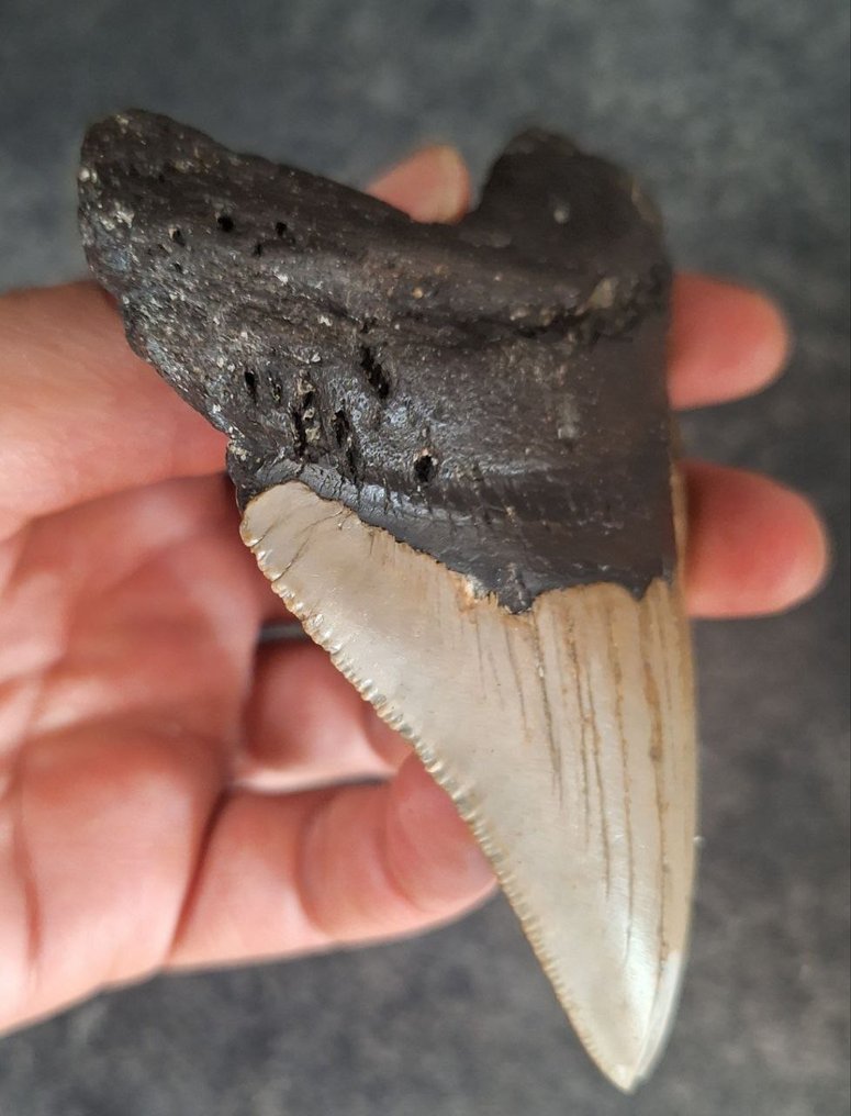 Megalodon - Dinte fosilă - 10.5 cm - 8 cm #1.0