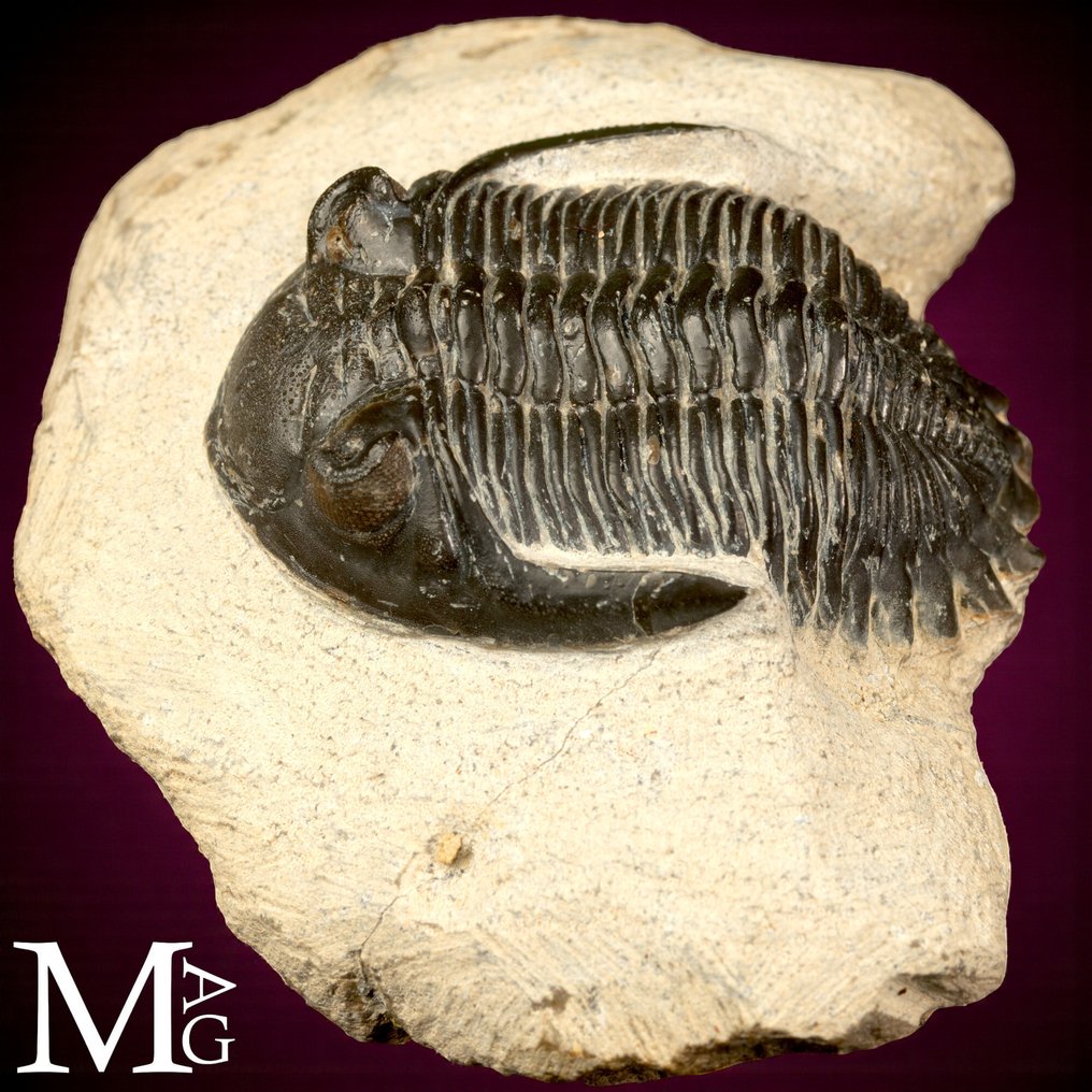 Trilobittfossil på matrise - Fossilt skjelett - Trilobite Hollardops Mesocristata - 80 mm - 65 mm #2.1