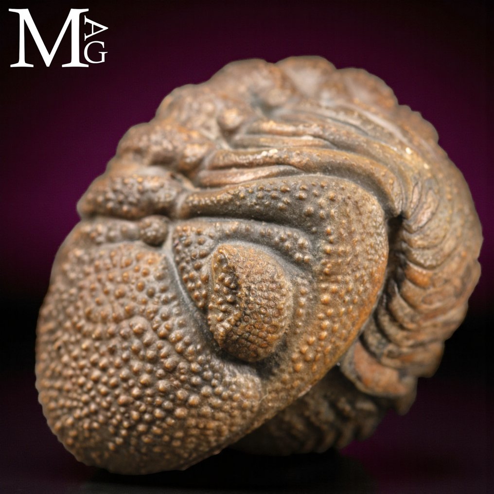 Fossil Trilobites: Ciche świadectwa początku życia Trilobit Gerastos granulosus – Rejestracja - Wysokość: 30 mm - Szerokość: 27 mm- 22 g #1.0