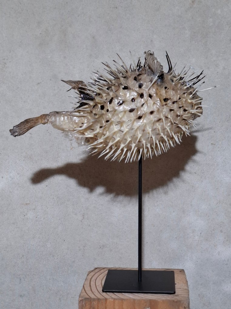 Diodon hystrix op Sokkel Allestimento tassidermico a corpo intero - Diodontidae - 25 cm - 22 cm - 14 cm #4.3