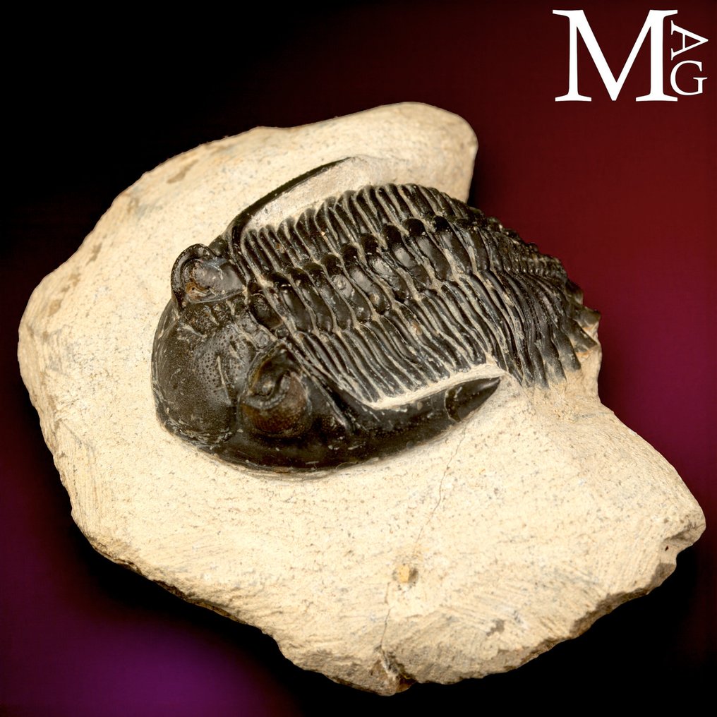 Trilobittfossil på matrise - Fossilt skjelett - Trilobite Hollardops Mesocristata - 80 mm - 65 mm #1.0