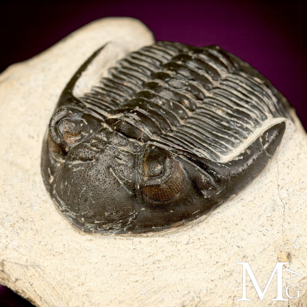 Trilobittfossil på matrise - Fossilt skjelett - Trilobite Hollardops Mesocristata - 80 mm - 65 mm #3.2