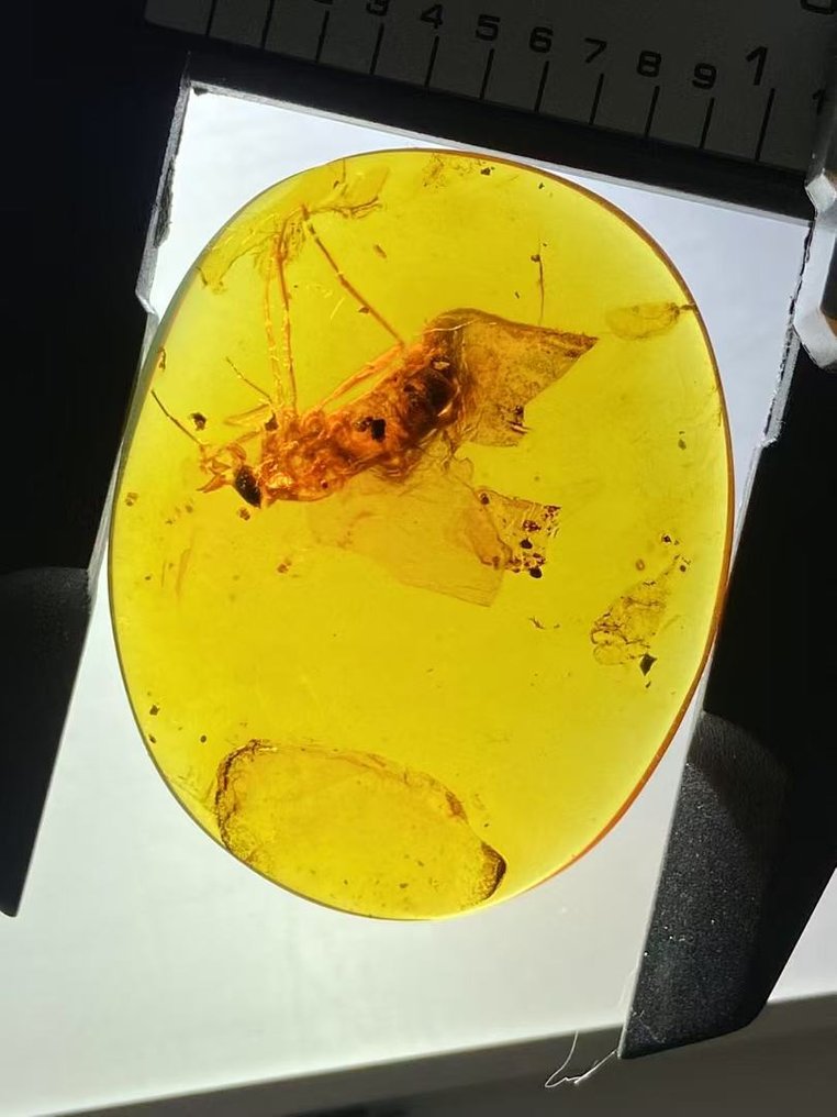 Matriz fóssil - Rhagionidae in amber - 35.4 mm - 28.4 mm #2.1