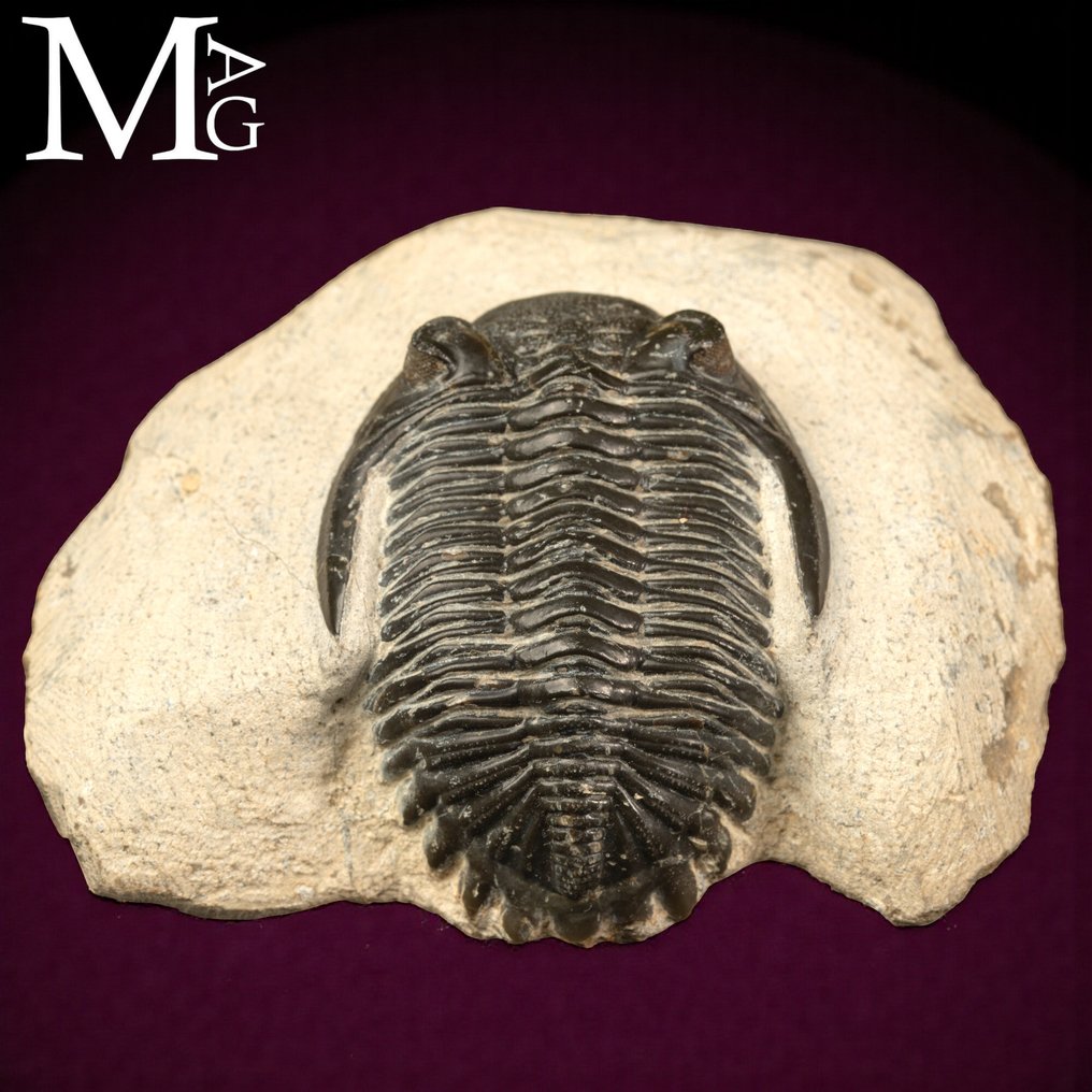 Trilobittfossil på matrise - Fossilt skjelett - Trilobite Hollardops Mesocristata - 80 mm - 65 mm #4.3