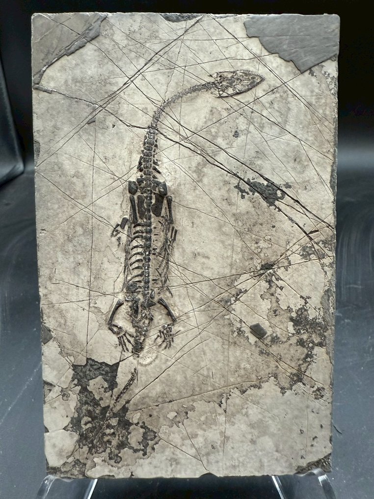 Matriz fósil - Keichousaurus sp. - 15 cm - 10 cm  (Sin precio de reserva) #1.0