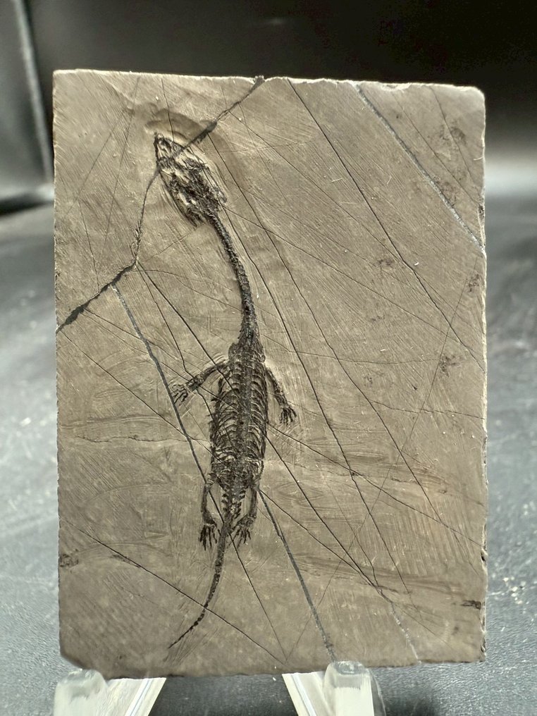 Matrice fossile - Keichousaurus sp. - 6 cm - 4.5 cm  (Sans prix de réserve) #1.0