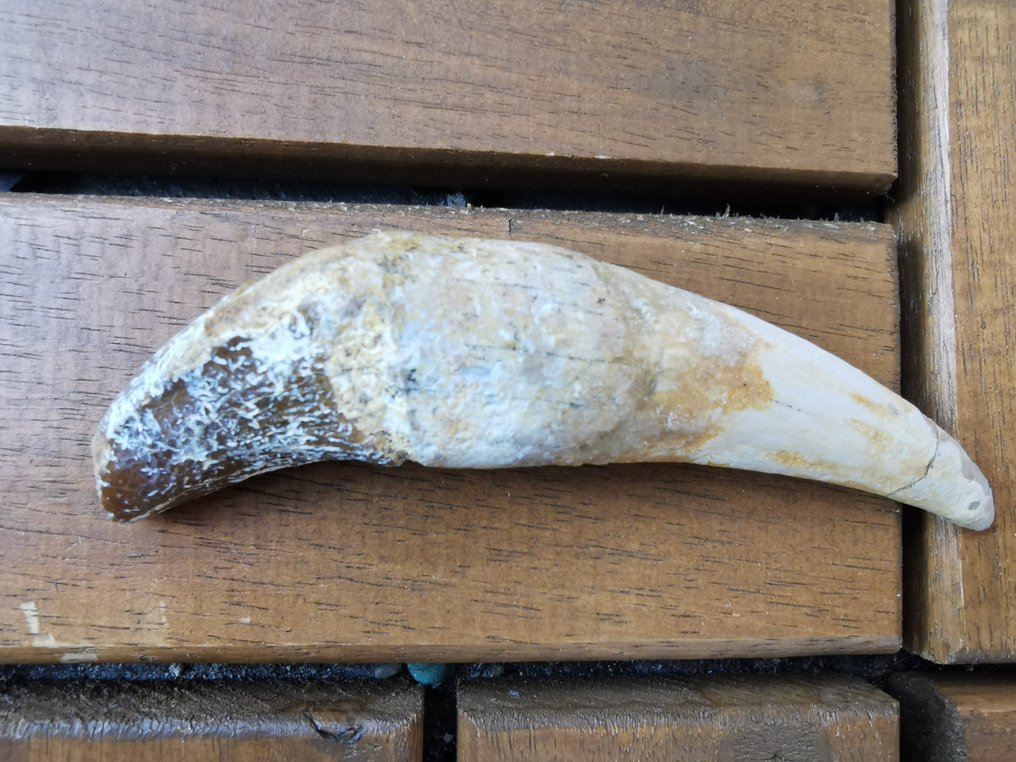 Baleia - Dente fóssil - Basilosaurus - 8.8 cm (Sem preço de reserva) #3.2