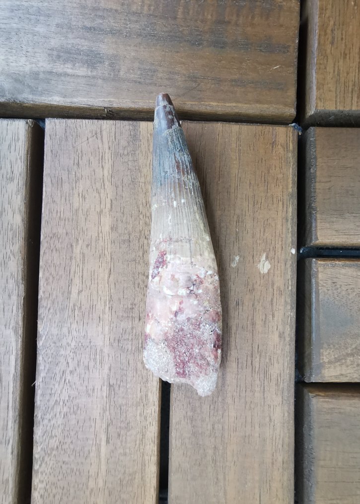 Spinosaur - Fossiler Zahn - 10 cm - 2.5 cm  (Ohne mindestpreis) #1.0