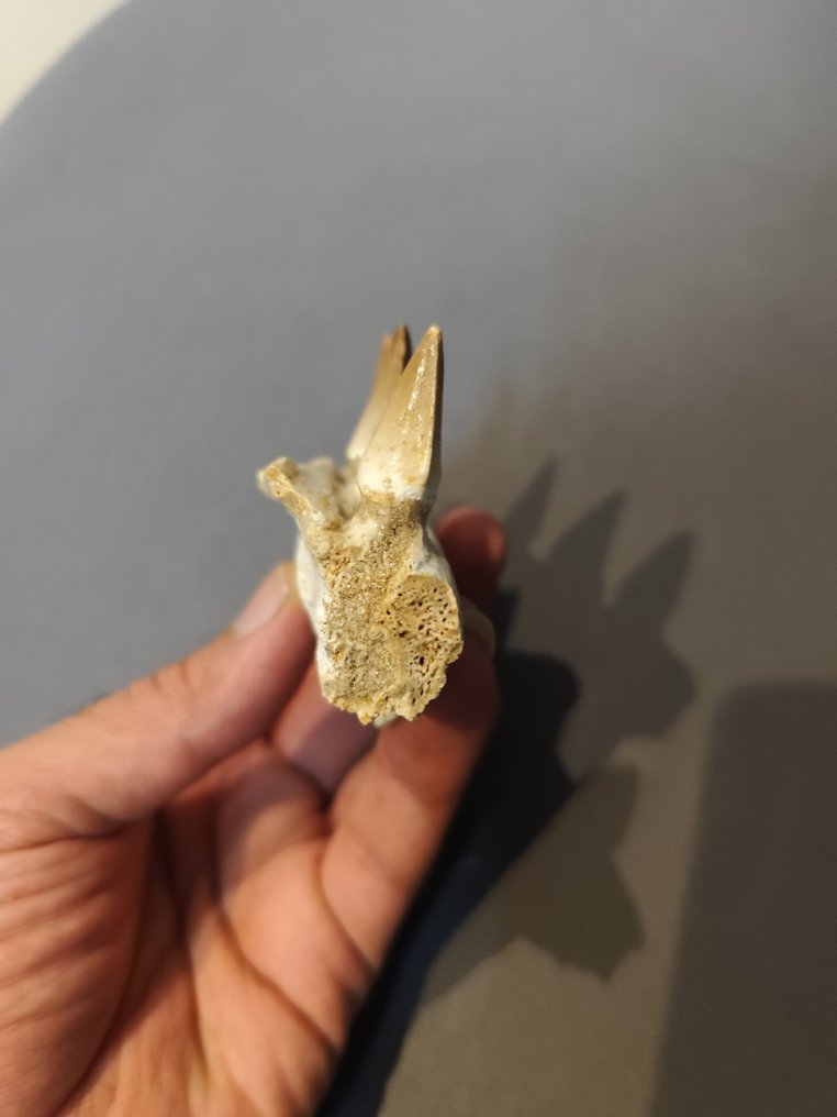 Mosasaure - Dents fossiles - 6 cm - 10 cm  (Sans prix de réserve) #3.2