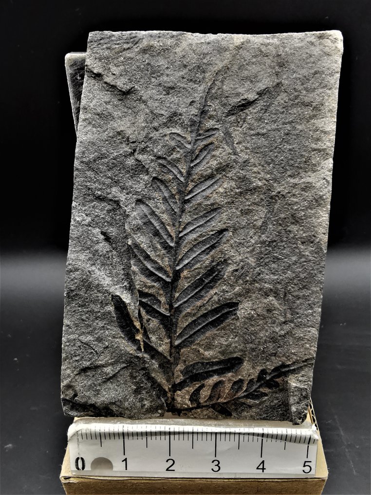 Saniainen - Kivettynyt kasvi - Alethopteris lonchitica (Schlotheim 1820) Unger 1856 - 8 cm - 5.5 cm  (Ei pohjahintaa) #1.0